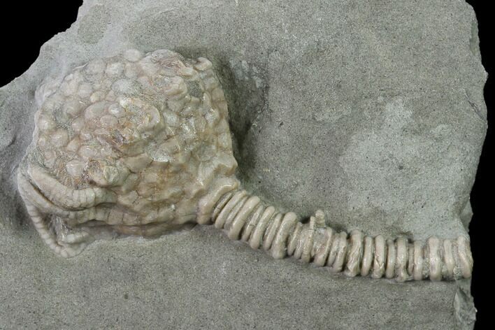Fossil Crinoid (Dizygocrinus) - Crawfordsville, Indiana #135551